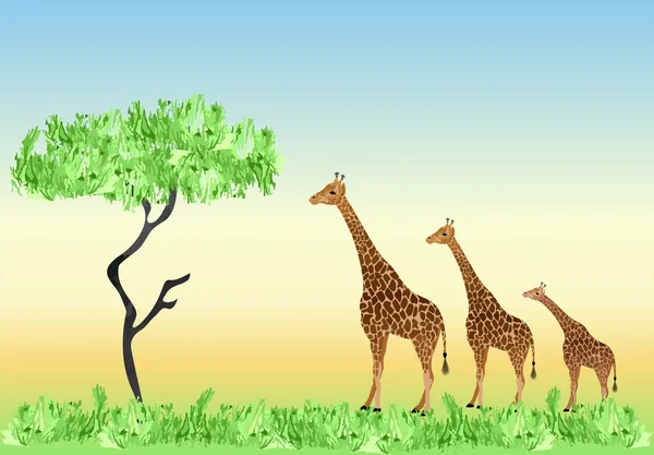 Three giraffe — Stock Vector