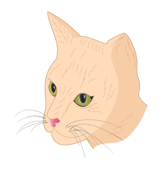 Katt munkorg fawn färg — Stock vektor