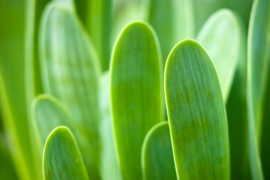 Taze yeşil çimenler