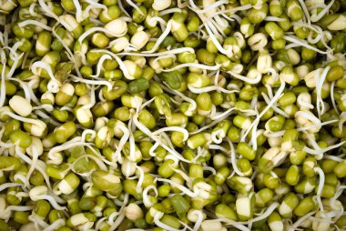 altın gram tohum filizlenmişti yeşil gram kadar yukarıdan kapatın