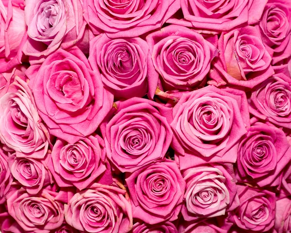 Rosas rosadas brillantes — Foto de Stock