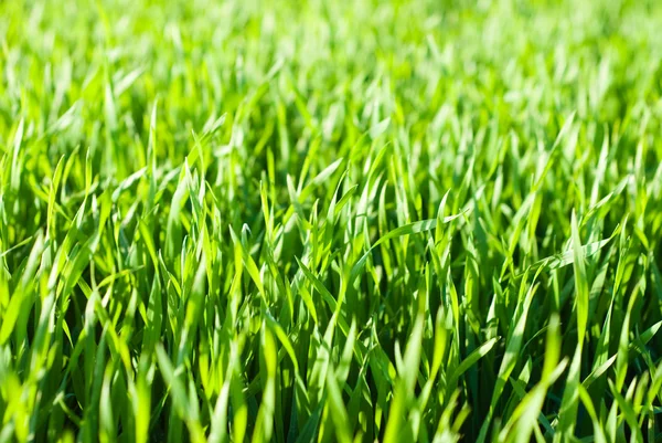 Grass background — Stock Photo, Image