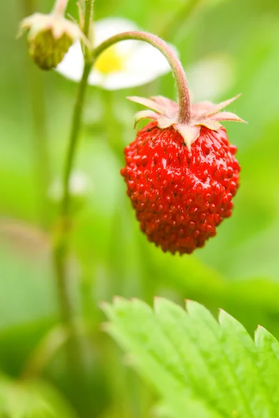 绿叶草莓 — 图库照片