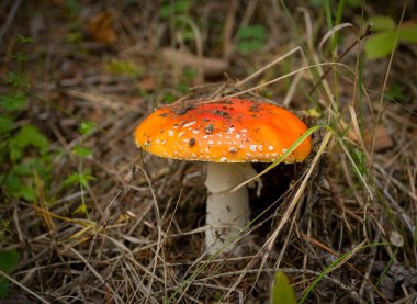 Amanita