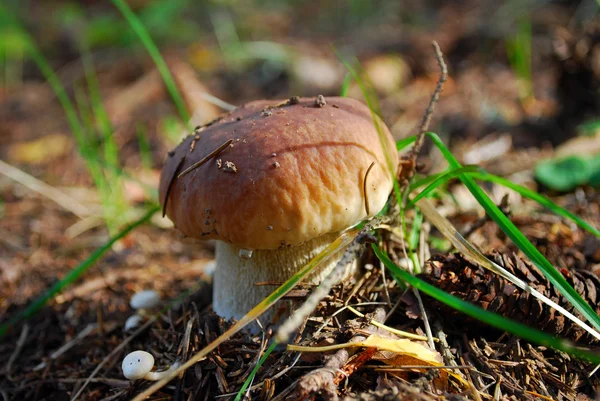 Cep in forest — Stock Photo, Image