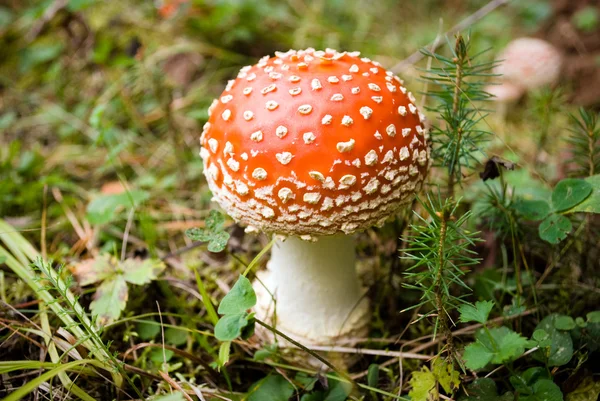 Cep in forest — Stock Photo, Image