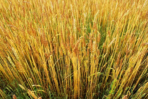 Campo de trigo iluminado por raios do sol poente — Fotografia de Stock