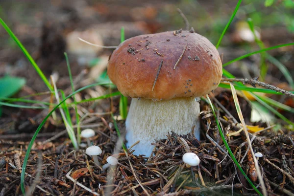 Cep in forest — Stock Photo, Image