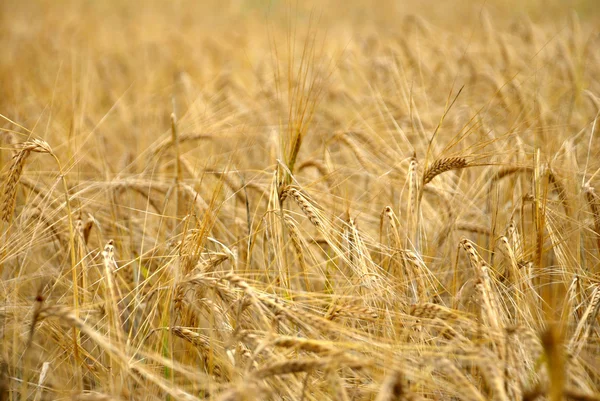 Rye background — Stock Photo, Image