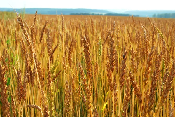 Wheat field illuminated by rays of the setting sun — Stock Photo, Image