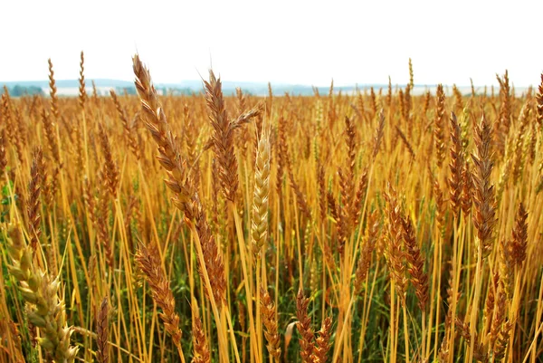 Campo de trigo iluminado por raios do sol poente — Fotografia de Stock