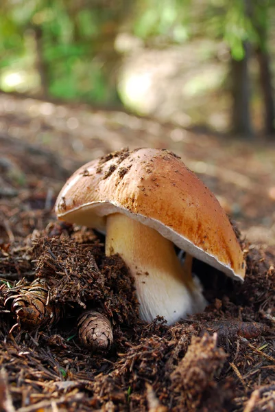 Cep mushroom — Stock Photo, Image