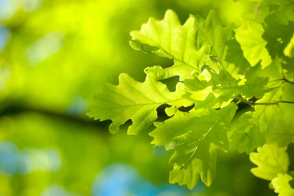 Young oak leaves. Background in shades of green for the design — Stock Photo, Image