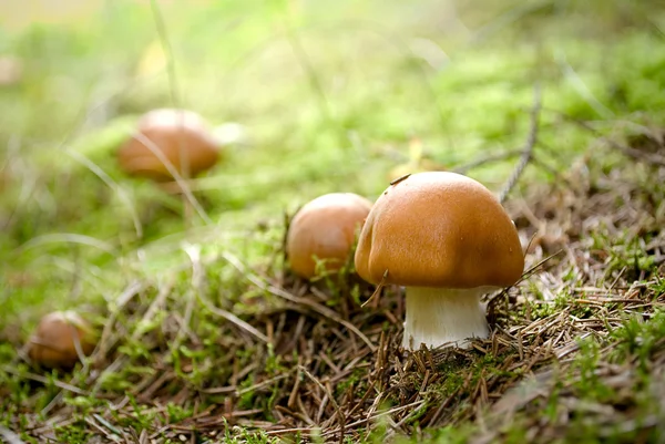 Mushrooms — Stock Photo, Image