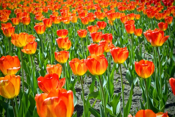 Red tulips — Stock Photo, Image