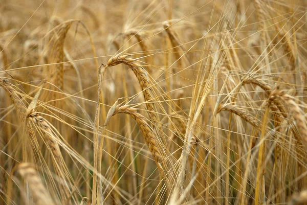 Rye background — Stock Photo, Image