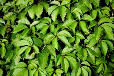 yeşil yapraklar arkaplan