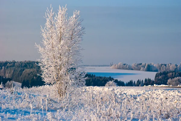 Paesaggio invernale con neve — Foto Stock