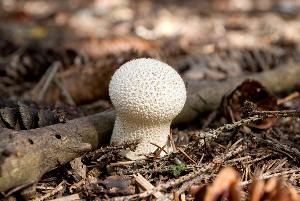 Mushroom — Stock Photo, Image