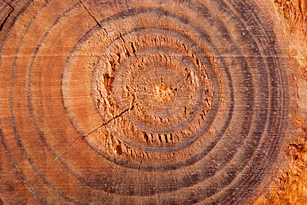 Textura de madeira — Fotografia de Stock