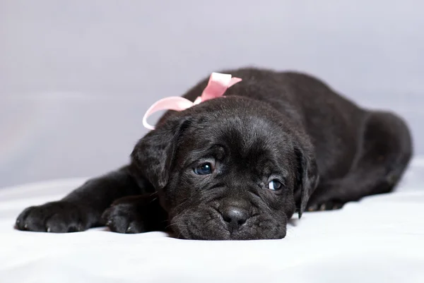 Cane Corso Cachorro Italiano — Foto de Stock