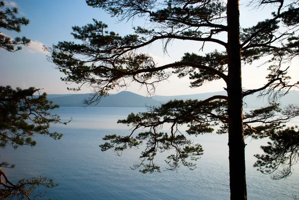 Vista da vista do mar através dos ramos de pinho — Fotografia de Stock