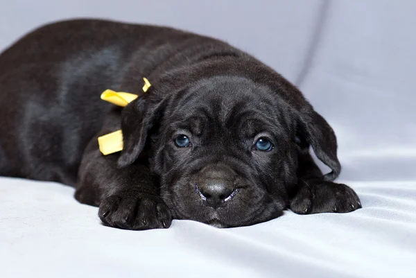 Cane Corso Italiano Puppie — Stok fotoğraf