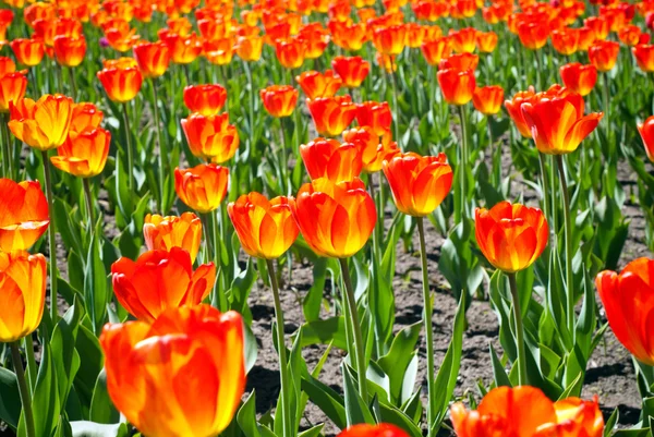 Beautiful tulips field in spring time — Stock Photo, Image
