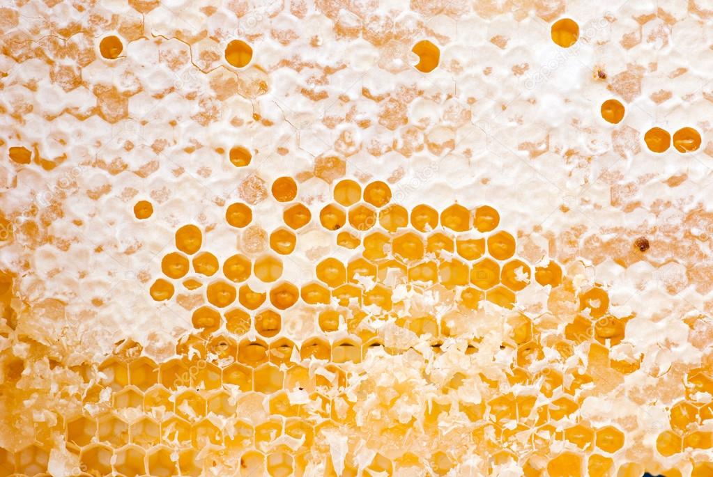 Yellow honeycomb full of honey