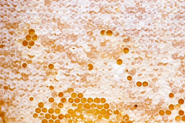 Panal amarillo lleno de miel — Foto de Stock
