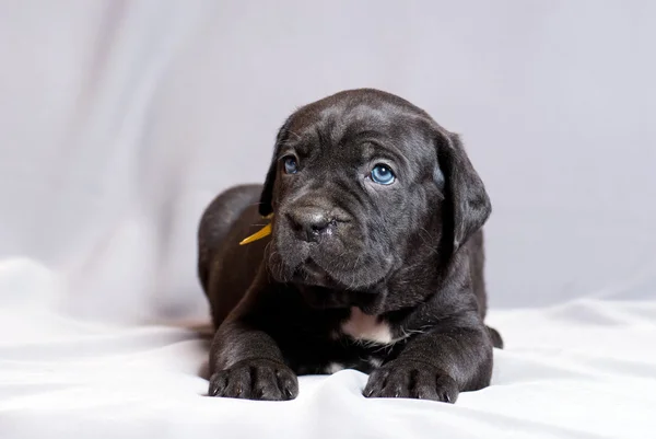 Cana Corso Italiano Cachorro — Fotografia de Stock