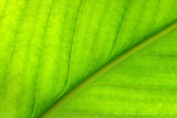 Nahaufnahme der grünen Blätter — Stockfoto