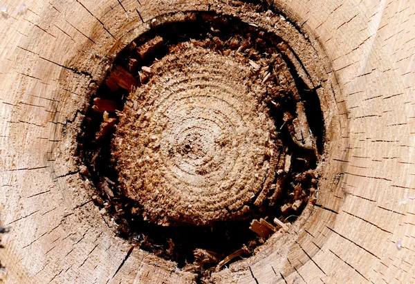 Struktura dřeva — Stock fotografie