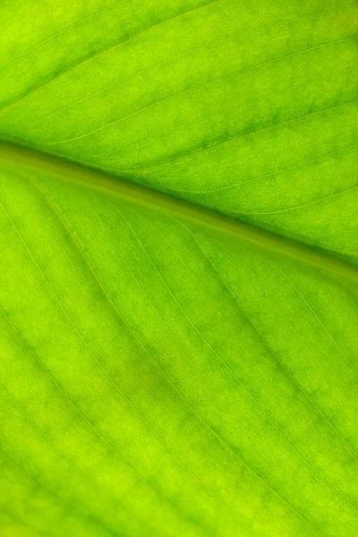 Close up of green leave — Stock Photo, Image