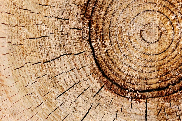 Wood texture — Stock Photo, Image