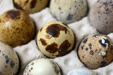 bıldırcın yumurtası