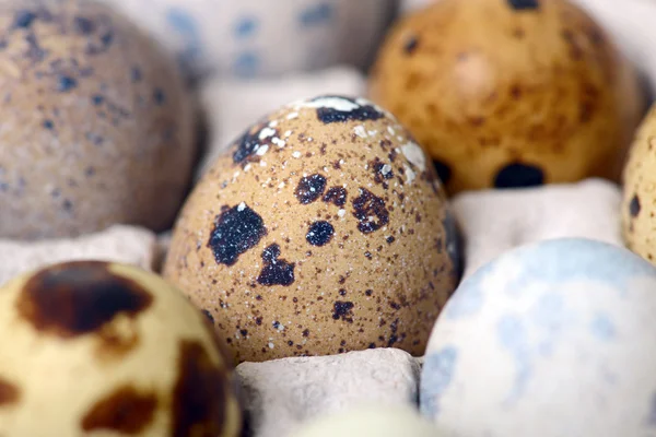 Quail eggs — Stock Photo, Image