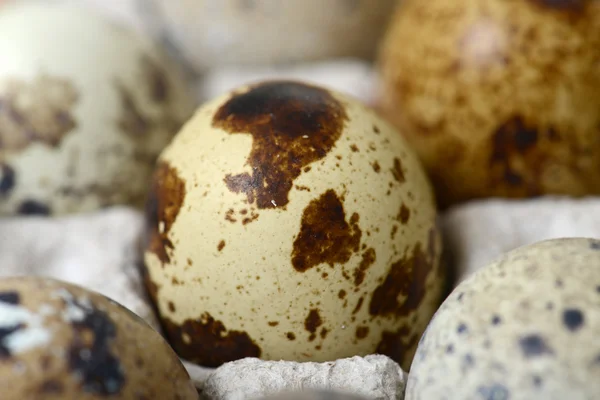 Quail eggs — Stock Photo, Image
