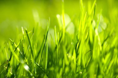 Taze yeşil çimenler