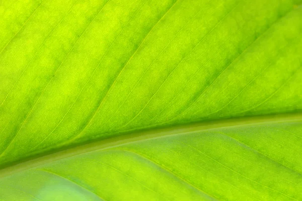 Green leave — Stock Photo, Image