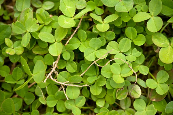 Background of clover — Stock Photo, Image