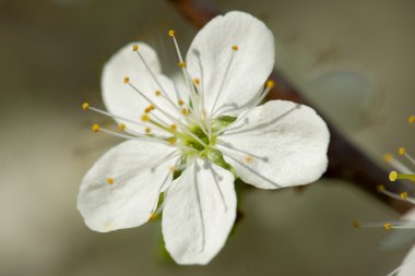 Çiçekli elma ağacı.