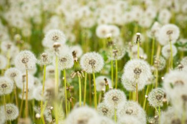 üflemeli karahindiba