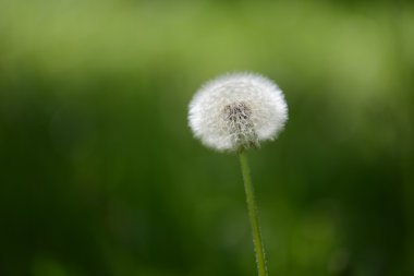 üflemeli karahindiba