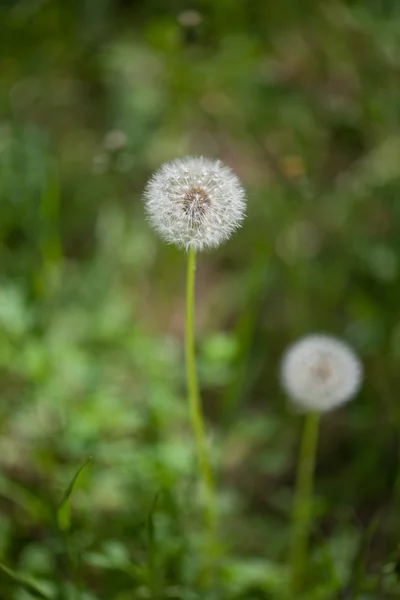 Diente de león soplado — Foto de Stock