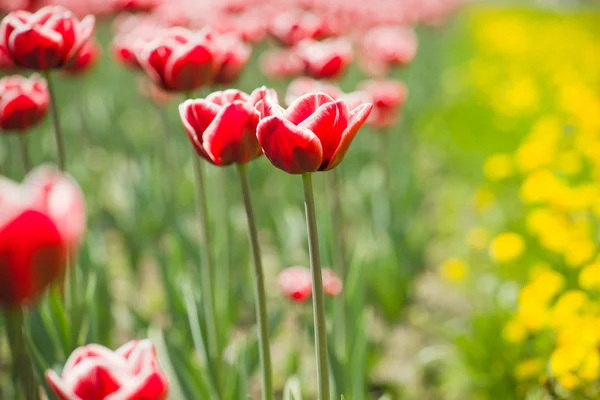 Flowers — Stock Photo, Image