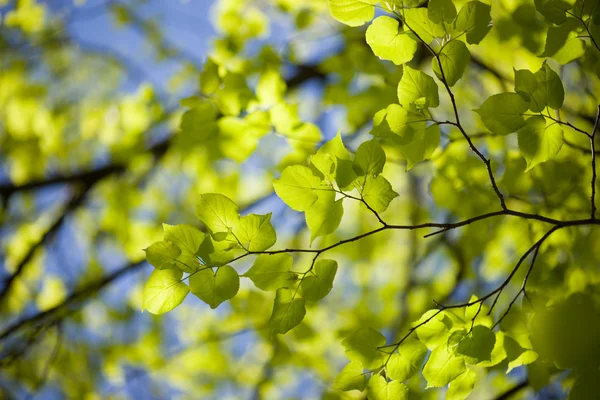 Fresh and green leaves — Stock Photo, Image