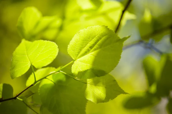 Fresh and green leaves — Stock Photo, Image