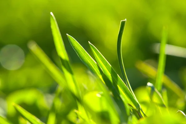 Fresh green grass — Stock Photo, Image