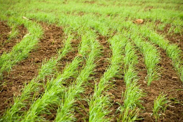 Green Sprouts of Wheat — Stock Photo, Image